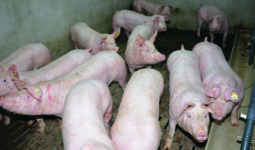 Cochons en engraissement