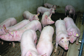 Cochons en engraissement
