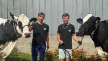 Deux jeunes hommes présentent deux vaches de race Holstein