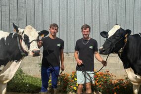 Deux jeunes hommes présentent deux vaches de race Holstein