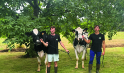 Deux jeunes hommes présentent deux vaches de race Holstein sous un noyer