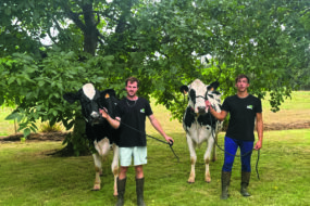 Deux jeunes hommes présentent deux vaches de race Holstein sous un noyer