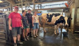 Deux hommes et deux femmes près d'une vache de race Holstein