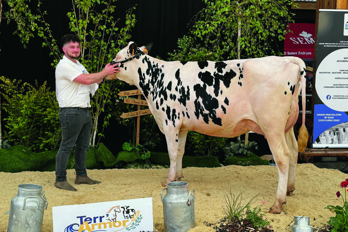 Un jeune et une jeune vache Prim'Holstein sur le podium d'un concours bovin - Illustration Après Loudéac, Aube veut pointer son nez au Space