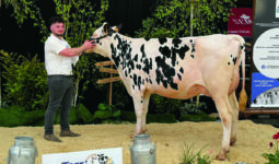 Un jeune et une jeune vache Prim'Holstein sur le podium d'un concours bovin