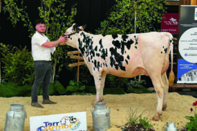 Un jeune et une jeune vache Prim'Holstein sur le podium d'un concours bovin