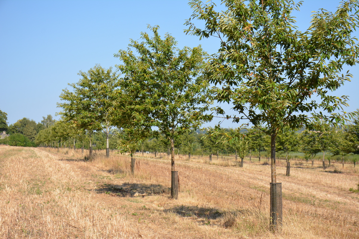 La plantation de 2020.