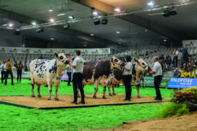 Des éleveurs présentant des vaches de race Normande lors d'un concours de bovins