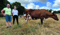 Un homme et une femme à côté d'une vache