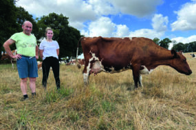 Un homme et une femme à côté d'une vache