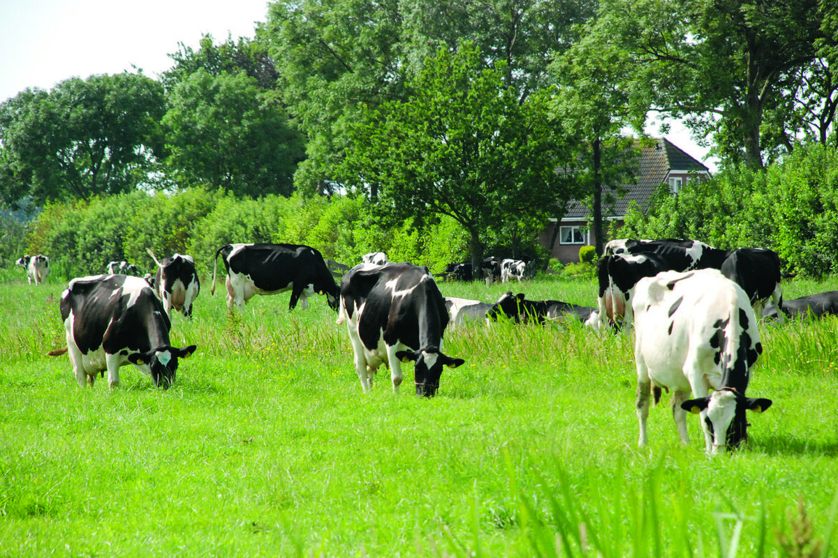vaches laitières dans une prairie aux Pays-Bas - Illustration Eau, un socle commun européen