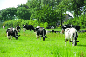 vaches laitières dans une prairie aux Pays-Bas
