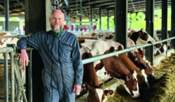 Un éleveur en bleu de travail devant des vaches de race Pie Rouge en train de manger leur ration à l'auge