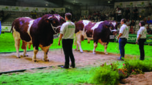 Mâles rouges des prés et éleveurs sur un ring de concours