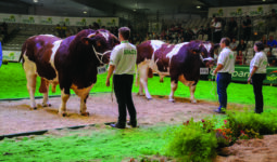 Mâles rouges des prés et éleveurs sur un ring de concours
