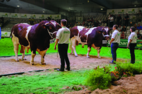 Mâles rouges des prés et éleveurs sur un ring de concours
