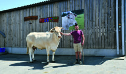 Un homme tient au licol une vache blonde d'aquitaine devant un bâtiment
