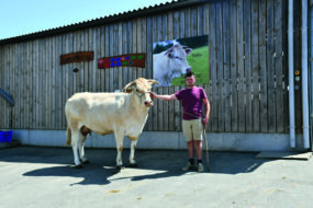 Un homme tient au licol une vache blonde d'aquitaine devant un bâtiment