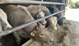 bovins mâles croisés à l'auge dans un bâtiment d'élevage