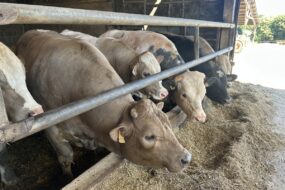 bovins mâles croisés à l'auge dans un bâtiment d'élevage