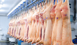carcasses de porc en abattoir