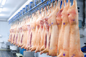 carcasses de porc en abattoir