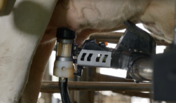 Un gobelet laveur d'un robot de traite en train de nettoyer un trayon d'une vache