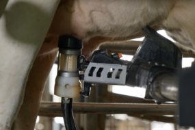Un gobelet laveur d'un robot de traite en train de nettoyer un trayon d'une vache