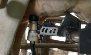 Un gobelet laveur d'un robot de traite en train de nettoyer un trayon d'une vache