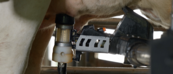 Un gobelet laveur d'un robot de traite en train de nettoyer un trayon d'une vache
