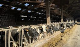 Des vaches de race Holstein présentes à la table d'alimentation d'une étable