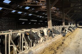 Des vaches de race Holstein présentes à la table d'alimentation d'une étable