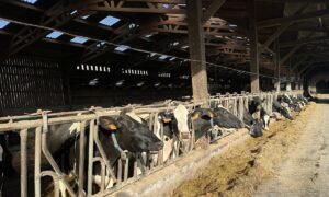Des vaches de race Holstein présentes à la table d'alimentation d'une étable