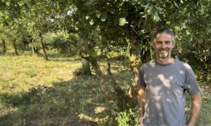 Un homme dans une pâture avec beaucoup d'arbres