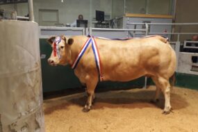 vache blonde d'aquitaine à l'estival de la viande, au Mol de Guerlesquin