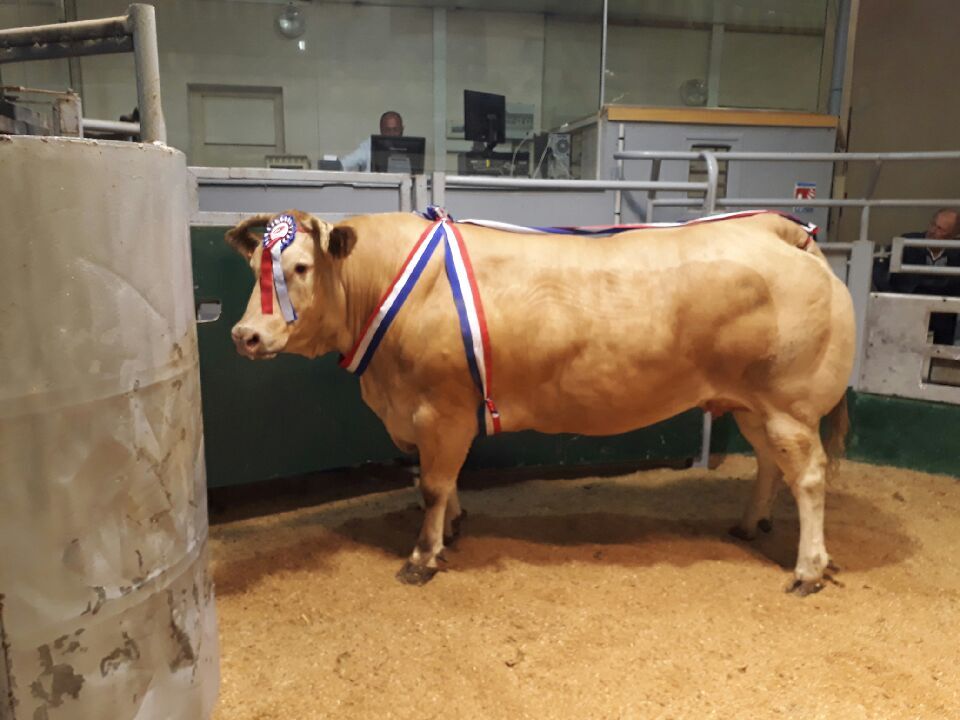 vache blonde d'aquitaine à l'estival de la viande, au Mol de Guerlesquin - Illustration 116 animaux  à l&rsquo;Estival de la viande