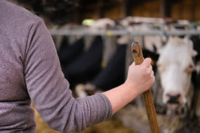 Une personne de dos avec un manche dans a in et des vaches au cornadis en arrière plan