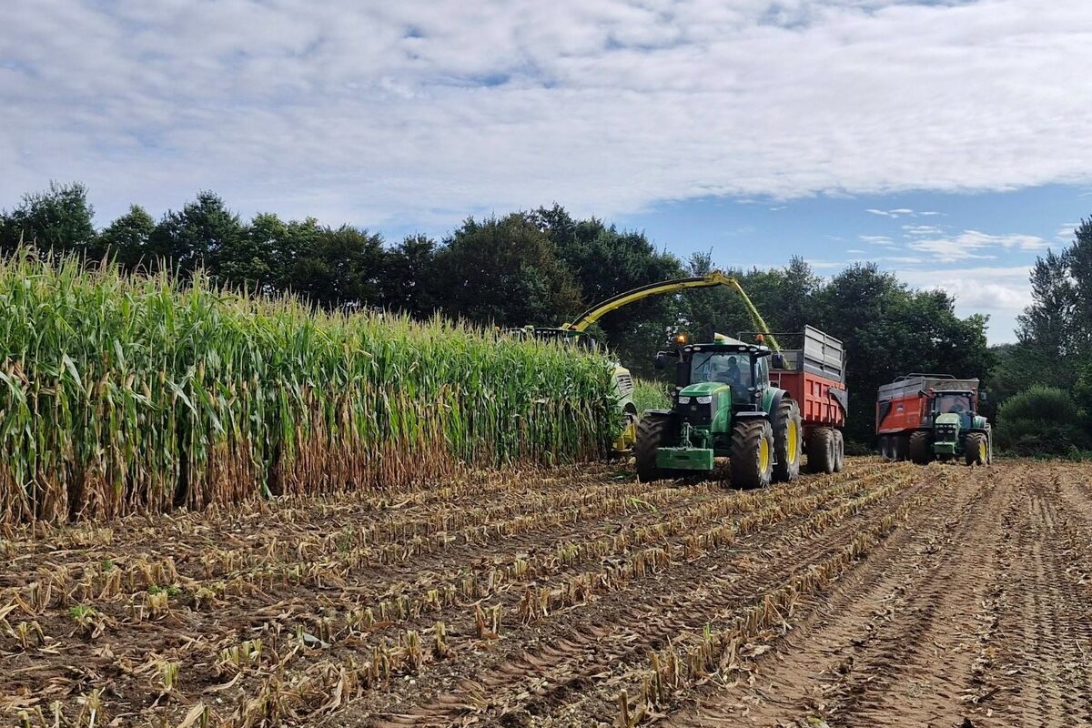 Un chantier d'ensilage de maïs : la goulotte d'une ensileuse projette du fourrage dans la remorsuqe tirée par un trcateur pendant qu'un autre attelage attend son tour derrière - Illustration Le manque de stocks aura  des répercussions jusqu’aux ETA