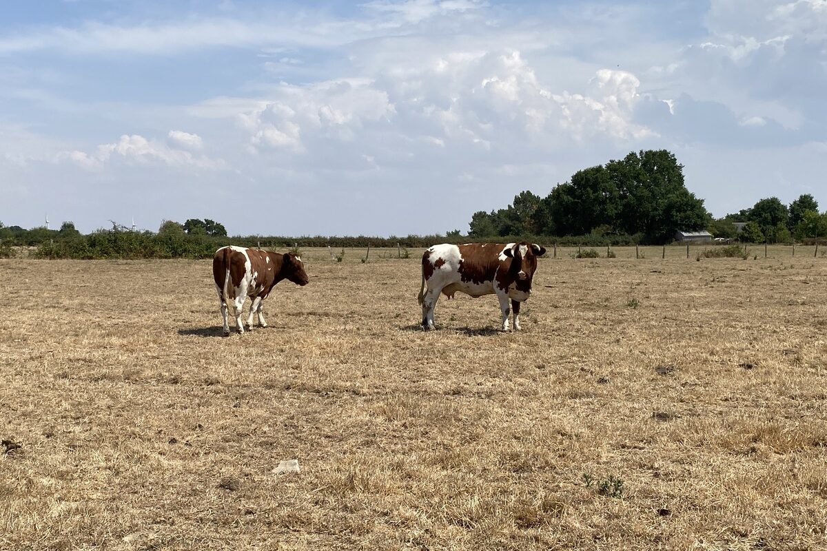 Des vaches dans un champ avec de l'herbe grillée - Illustration Les éleveurs de ruminants sans solution