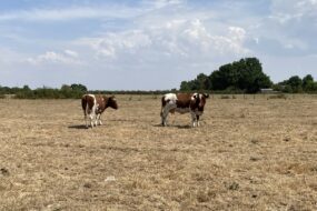Des vaches dans un champ avec de l'herbe grillée