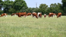 Des vaches Rouges des prés sur un pâturage