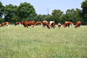 Des vaches Rouges des prés sur un pâturage