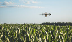 Un drone au dessus d'un champ de maïs