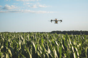 Un drone au dessus d'un champ de maïs