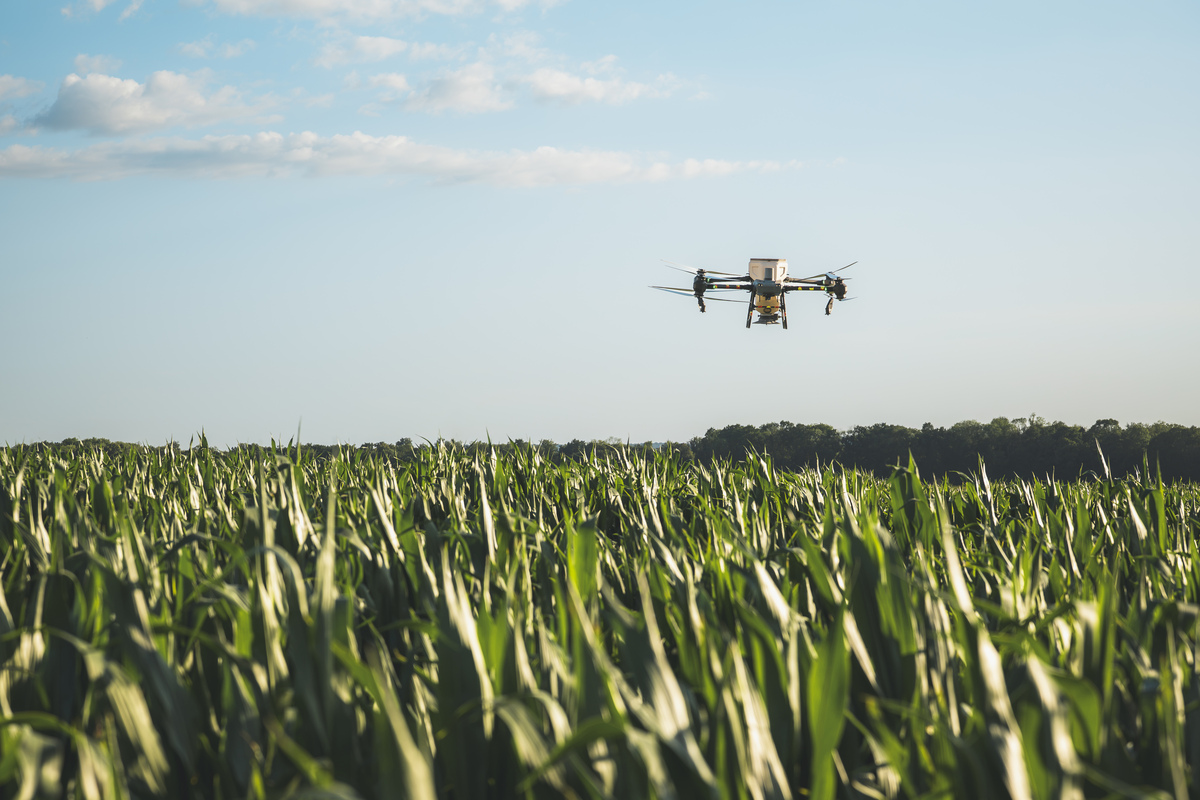 Un drone au dessus d'un champ de maïs - Illustration L’ère du drone agricole