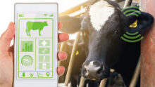 Un écran de smartphone abec une application en train de lire les données contenues dans la boucle d'identification connectée d'une vache