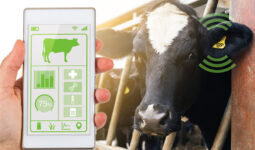 Un écran de smartphone abec une application en train de lire les données contenues dans la boucle d'identification connectée d'une vache
