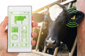 Un écran de smartphone abec une application en train de lire les données contenues dans la boucle d'identification connectée d'une vache