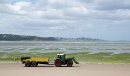 Récolte d'algues vertes sur la plage