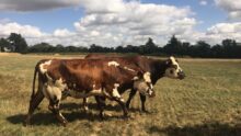 des vaches normandes sur une prairie sèche